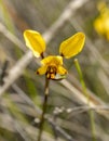 Sandford Rocks Donkey Orchid