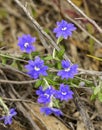 Sandford Rocks Donkey Orchid