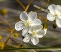 Sandford Rocks Drosera Macrantha