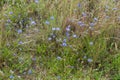 SandglÃÂ¶ckchen, Jasione laevis in  sand dunes of Sandweier, Baden-Baden Royalty Free Stock Photo