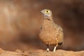Sandgrouse Royalty Free Stock Photo