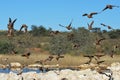 Sandgrouse family Pteroclidae