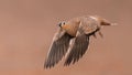 Sandgrouse in Flight Royalty Free Stock Photo
