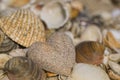 Sandheart and shells Royalty Free Stock Photo