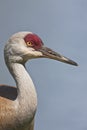 Sandhill Crane