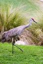 Sandhill crane