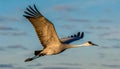 sandhill crane - Antigone canadensis - adult in flight flying with wings extended, great feather detail blue sky background with Royalty Free Stock Photo