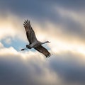 A Sandhill Crane (Antigone canadensis) soars through the sky with wings fully extended. The bird is Royalty Free Stock Photo