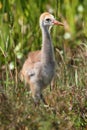 Sandhill Crane Baby