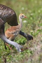 Sandhill Crane Baby