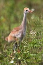 Sandhill Crane Baby