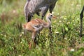 Sandhill Crane Baby