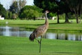 Sandhill Crane Ballet Pose