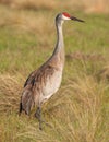 Sandhill Crane