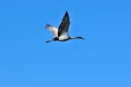 Sandhill Crane Bird In Flight