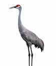 Sandhill crane bird - Grus canadensis - close-up standing profile view showing orange eye, red head cap, great grey feather detail Royalty Free Stock Photo