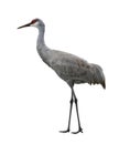 Sandhill Crane Bird Royalty Free Stock Photo