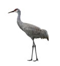 Sandhill Crane Bird