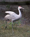 Sandhill crane bird Stock Photos. Sandhill crane bird profile view marching with foliage background