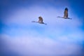 Sandhill Crane Birds fly across some clouds against a blue sky during fall migration Royalty Free Stock Photo