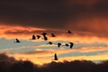 Sandhill Crane Bosque del Apache Wildlife Reserve New Mexico USA