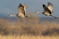 Sandhill Crane Bosque del Apache Wildlife Reserve New Mexico USA