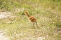 Sandhill crane chick at a swamp in Orlando Wetlands Park. Royalty Free Stock Photo