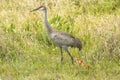 Sandhill crane with chicks at a swamp, Orlando Wetlands Park. Royalty Free Stock Photo