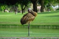 Sandhill Crane Cleaning Feathers Royalty Free Stock Photo