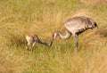 Sandhill Crane and Colt