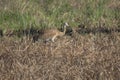 Mating sandhill crane tossing grass into the air in a field