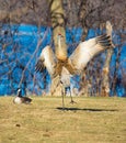 Sandhill Crane doing a mating dance in spring
