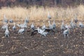 Sandhill Cranes in the Farm Royalty Free Stock Photo