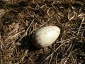 Sandhill crane egg