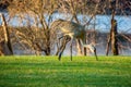 Sandhill Crane feeding next to Lake Wausau in central Wisconsin