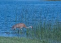 Sandhill Crane Fishing Royalty Free Stock Photo