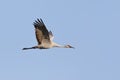 Sandhill Crane in flight - Gainesville, Florida