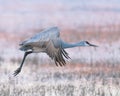 Sandhill crane in flight over marsh at sunrise