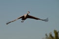 Sandhill Crane in flight with wings spread against a blue sky Royalty Free Stock Photo