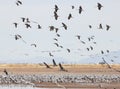 A Sandhill Crane Flock Flies Above Whitewater Draw Royalty Free Stock Photo