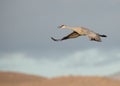 Sandhill crane flying across mountain top at sunrise.