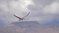 Sandhill crane flying at Bosque del apache NM