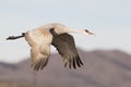 Sandhill crane flying near mountains Royalty Free Stock Photo