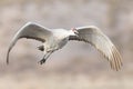 Sandhill crane flying over pond