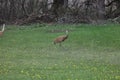 A Sandhill Crane in front of a thicket of trees walking through grass, in the spring, in Trevor, Wisconsi
