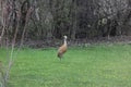 A Sandhill Crane in front of a thicket of trees walking through grass, in the spring, in Trevor, Wisconsin