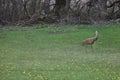 A Sandhill Crane in front of a thicket of trees walking through grass, in the spring, in Trevor, Wisconsin