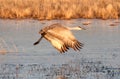 Sandhill Crane (Grus canadensis)