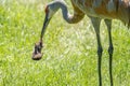 Sandhill crane has found a star nosed mole in the wetlands