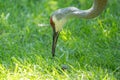 Sandhill crane has found a star nosed mole in the wetlands